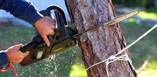 Best Commercial Tree Services  in Deadwood, SD