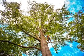 Best Tree Preservation Services  in Deadwood, SD