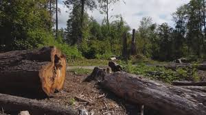 Best Seasonal Cleanup (Spring/Fall)  in Deadwood, SD