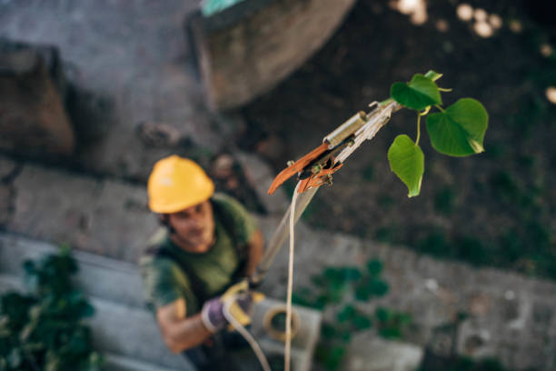 Best Tree Removal  in Deadwood, SD