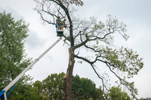 Best Fruit Tree Pruning  in Deadwood, SD