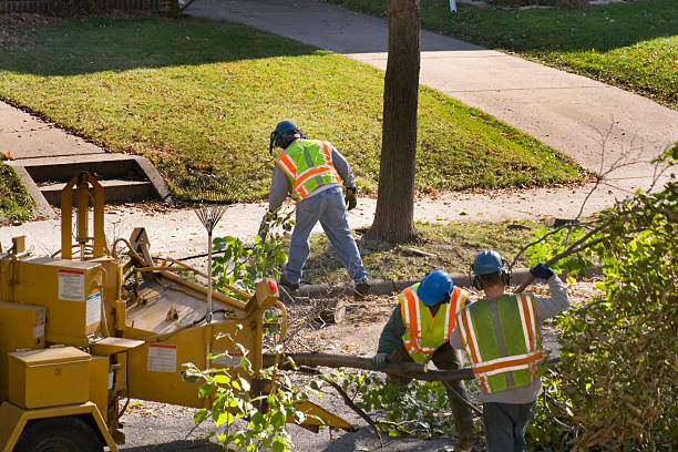 Best Tree Disease Treatment  in Deadwood, SD