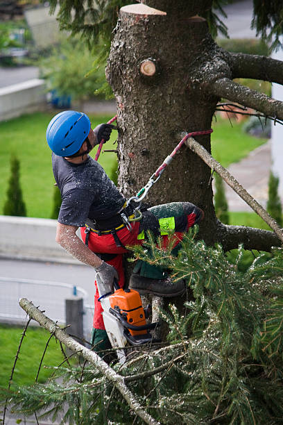 Best Lawn Renovation and Restoration  in Deadwood, SD