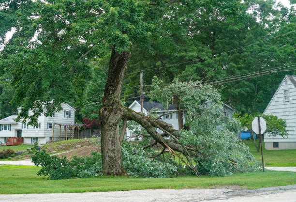 Best Stump Grinding and Removal  in Deadwood, SD