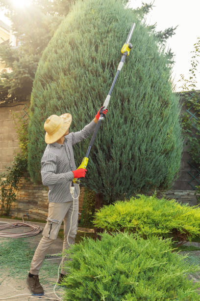 Best Pest Control for Lawns  in Deadwood, SD