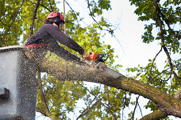 Best Storm Damage Tree Cleanup  in Deadwood, SD