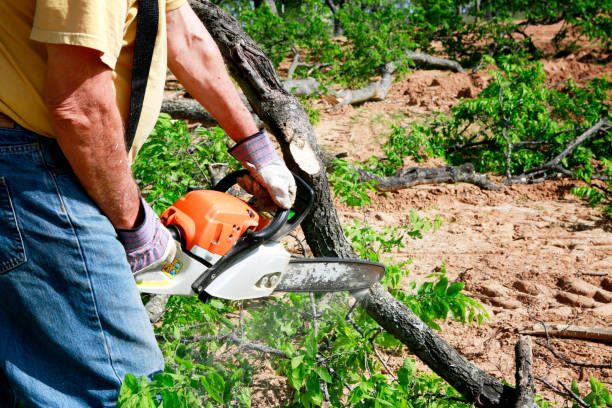 Best Tree Risk Assessment  in Deadwood, SD