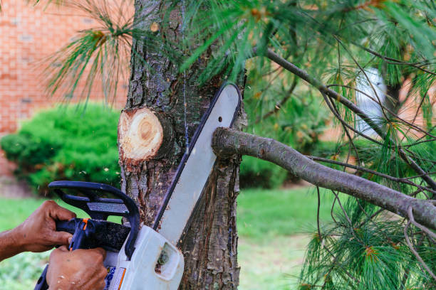 Best Leaf Removal  in Deadwood, SD